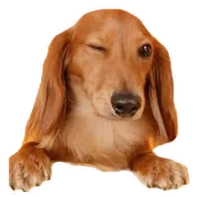 Стикер