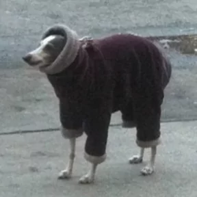 Стикер