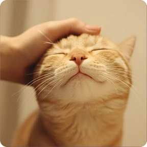 Котаны — стикер для MAX
