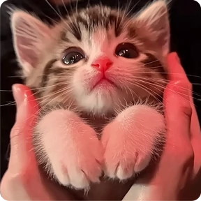 Котаны — стикер для MAX