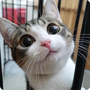 Котаны — стикер для MAX