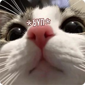 Котаны — стикер для MAX