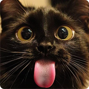 Котаны — стикер для MAX