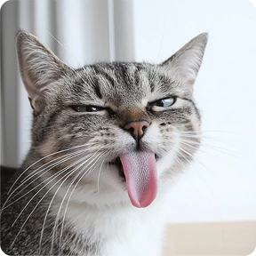 Котаны — стикер для MAX
