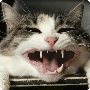 Котаны — стикер для MAX