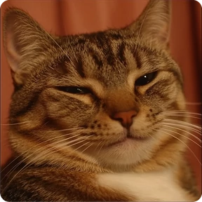 Котаны — стикер для MAX
