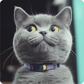 Котаны — стикер для MAX