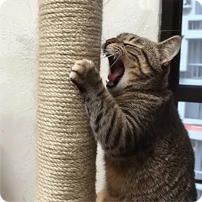 Котаны — стикер для MAX