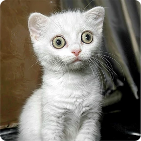 Котаны — стикер для MAX