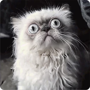 Котаны — стикер для MAX