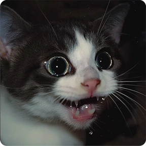 Котаны — стикер для MAX