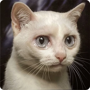 Котаны — стикер для MAX