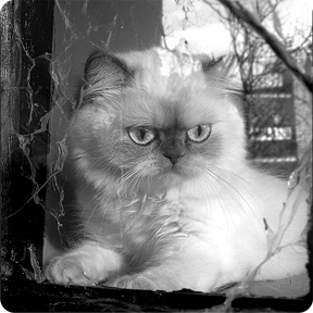 Котаны — стикер для MAX