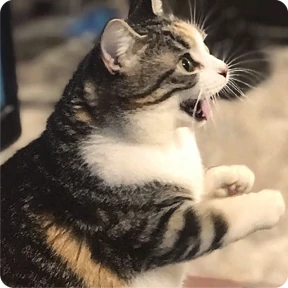 Котаны — стикер для MAX