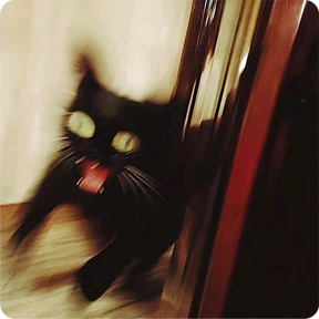 Котаны — стикер для MAX