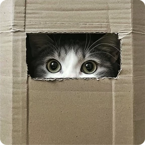 Котаны — стикер для MAX