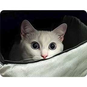 Котаны — стикер для MAX