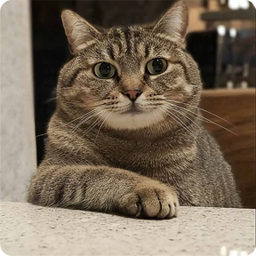 Котаны — стикер для MAX