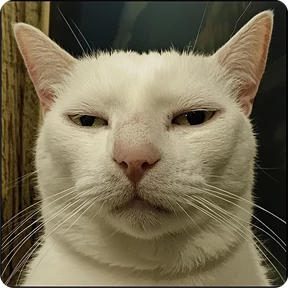 Котаны — стикер для MAX