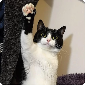 Котаны — стикер для MAX