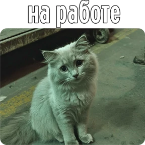 Котаны — стикер для MAX