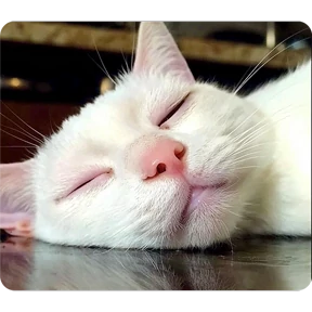 Котаны — стикер для MAX