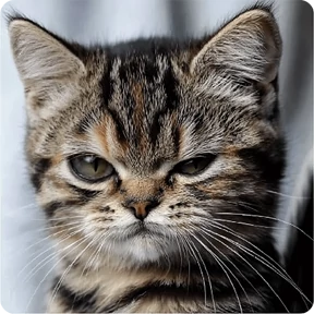 Котаны — стикер для MAX