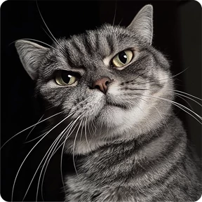 Котаны — стикер для MAX