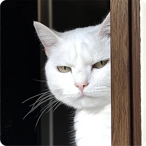 Котаны — стикер для MAX