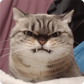 Котаны — стикер для MAX
