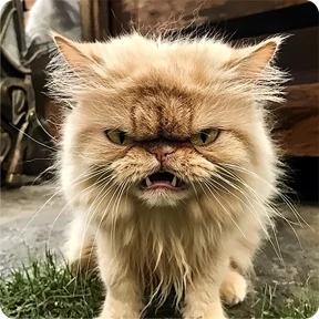Котаны — стикер для MAX
