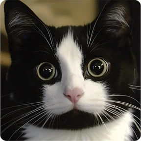 Котаны-2 — стикер для MAX