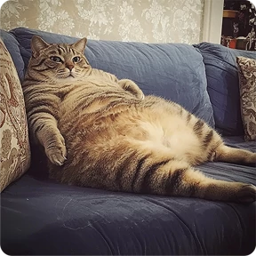 Котаны-2 — стикер для MAX