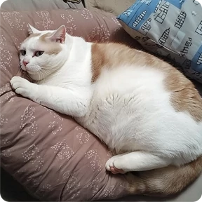 Котаны-2 — стикер для MAX