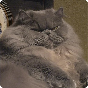 Котаны-2 — стикер для MAX