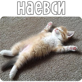Котаны-2 — стикер для MAX