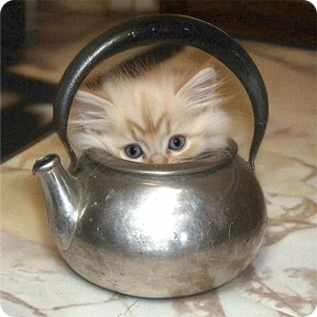 Котаны-2 — стикер для MAX
