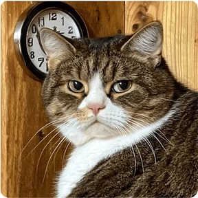 Котаны-2 — стикер для MAX