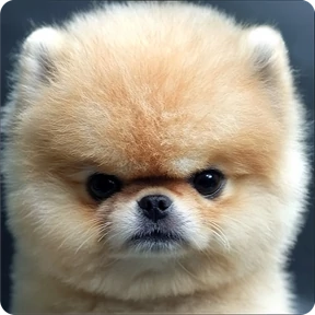 Собакены — стикер для MAX