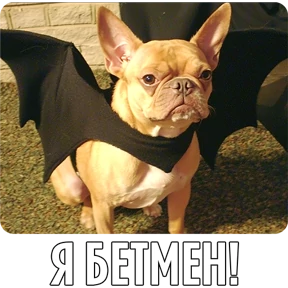 Собакены — стикер для MAX