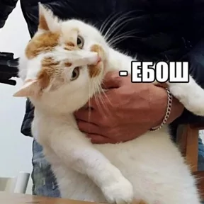 Стикер