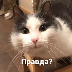 Стикер