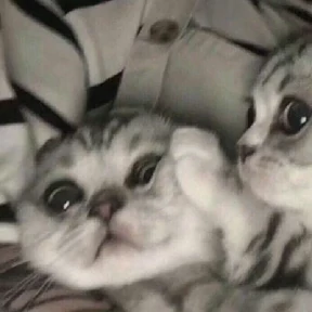 Котики — стикер для MAX