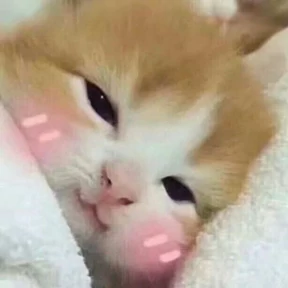 Котики — стикер для MAX