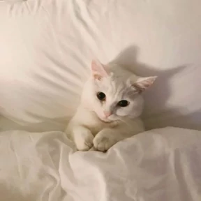 Котики — стикер для MAX