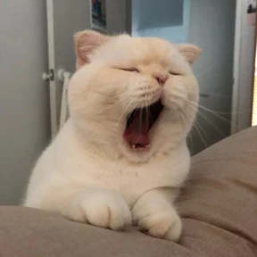 Котики — стикер для MAX