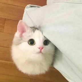 Котики — стикер для MAX