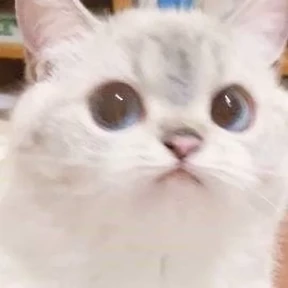 Котики — стикер для MAX