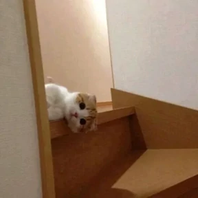Котики — стикер для MAX