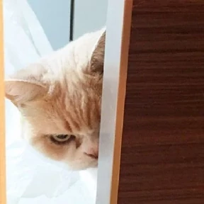 Котики — стикер для MAX